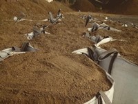 Beneficios de la tierra vegetal